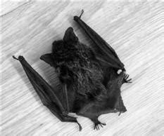 床對浴室 台灣蝙蝠飛進家裡